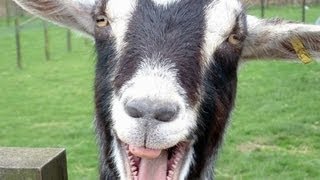 Funny Goats Screaming like Humans [upl. by Ikoek243]