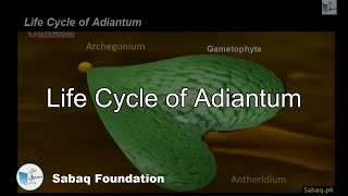 Life Cycle of Adiantum Biology Lecture  Sabaqpk [upl. by Storer]