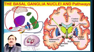 THE BASAL GANGLIA NUCLEI AND ITS Pathways Lectures by Dr Alamzeb [upl. by Mattias762]