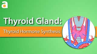 Thyroid Gland Thyroid Hormone Synthesis [upl. by Leake]