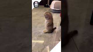 Hoàng thượng khi còn bé đáng yêu như nào 😂 shorts pets [upl. by Eltsyrc]