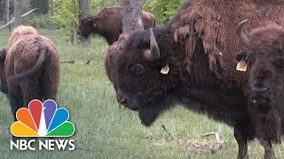 The American Bison Becomes US National Animal  PRESS Pass  NBC News [upl. by Nnarefinnej]