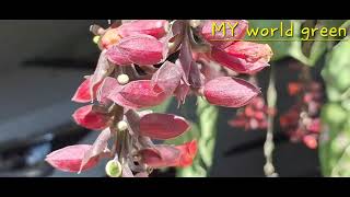 Thunbergia coccinea flowering plant  Rose [upl. by Regor]