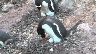 Eselspinguine brüten [upl. by Gaylene]