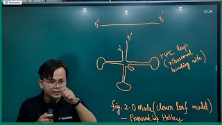 tRNA Structure Molecular Basis of Inheritance Chapter [upl. by Ecinwahs]