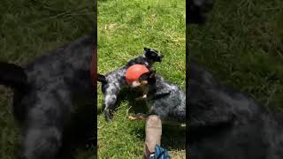 Blue heelers battle for herding ball [upl. by Nailluj]