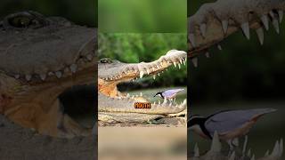 Most Bravest Relations Crocodile Vs Birds 🐊🐦 Amazing Facts  shorts foryou [upl. by Ong]