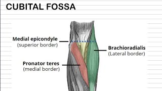 CUBITAL fossa anatomy  SAQ 3 or 5 marks [upl. by Zurheide]