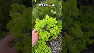 Abies balsamea Piccolo Compact and SlowGrowing Balsam FirZones 47 at MrMaplecom [upl. by Phemia]