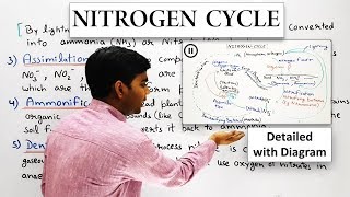 NITROGEN CYCLE  IN HINDI [upl. by Balkin482]