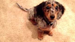 Baby Finn amp Kitty  ADORABLE Dapple Miniature Dachshund Puppy Learns to Roll Over [upl. by Tteltrab661]