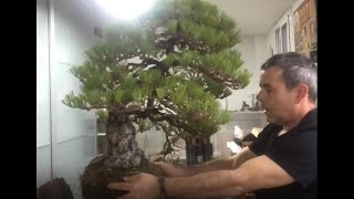 Pinus thunbergii bonsai Repotting by Gabriel Romero Aguade [upl. by Ridinger]