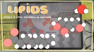 Lipid Categorization Glycerolipids Phospholipids amp Sphingolipids [upl. by Eineg]