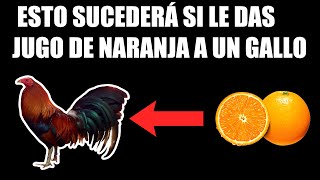 Para que sirve la Naranja en los Gallos 🔥  ESTO TE VA A SORPRENDER [upl. by Lorilee]