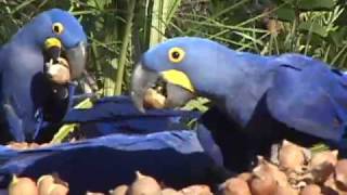 Hyacinth Macaws feeding in Brazil [upl. by Yrakcaz917]