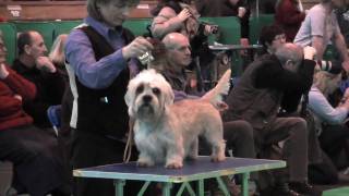 Dandie Dinmont Terriers at Crufts 2010  Postgraduate Dog [upl. by Urias]