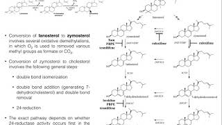 Cholesterol Biosynthesis  Stage 4 Conversion of Lanosterol to Cholesterol [upl. by Noseaj]