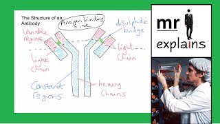 mr i explains Antibody Structure How Monoclonal Antibodies are produced and their use in diagnosis [upl. by Nicky]