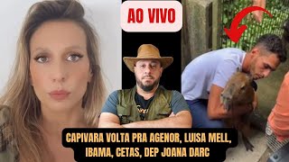 Capivara volta para Agenor Luisa Mell Ibama Cetas Dep Joana Darc [upl. by Ingemar]