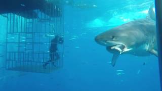 Great white shark swims into cage [upl. by Nauj731]