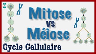 Mitose vs Méiose  Explication simple du Cycle cellulaire Division dune CELLULE Chromosomes [upl. by Susana994]