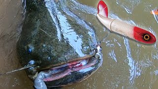 RIVER MONSTERS on WHOPPER PLOPPER [upl. by Yeffej]