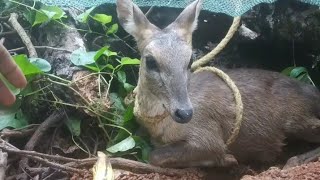 little Muntjac Deer rescued by Gangaram Nana Parsekar house🏠 VarchawadaHarmalBarking Deerbhekar [upl. by Epolulot926]