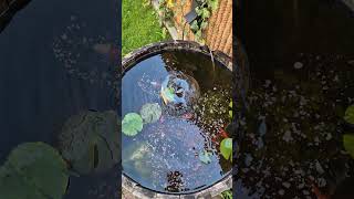 feeding fish in the wine barrel pond fish fishfeeding fishpond goldfish [upl. by Lraed]