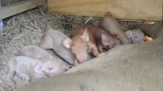 Nursing Piglets [upl. by Attebasile]