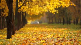 fall background video [upl. by Worrell]