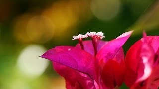 Bougainvillea überwintern [upl. by Goines]