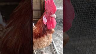 Adorable Rooster Crowing Sound Effect  Amazing Rooster Crowing Sounds 🐓 shorts [upl. by Gala]