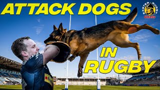 Who hits HARDER Rugby Players or Attack Dogs [upl. by Atig]