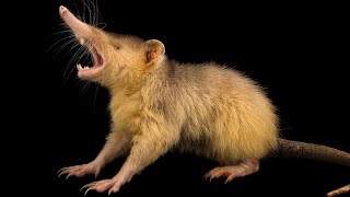 The Mysterious Solenodon Revealed [upl. by Proudlove]