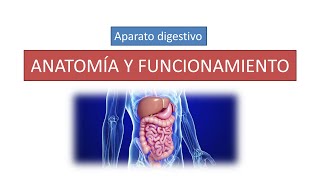 Anatomía y funcionamiento del aparato digestivo [upl. by Paapanen]