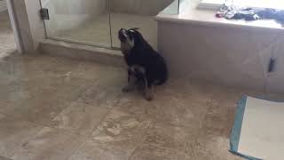 My Tibetan Mastiff pup howling [upl. by Monroe]