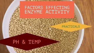 Practicals on Factors Effecting Enzyme Activity [upl. by Elsi966]