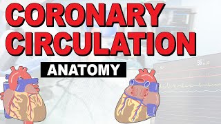 The Anatomy of the Coronary Circulation [upl. by Yrome383]