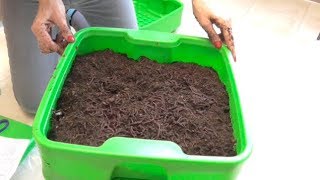 COMPOSTING WORMS UNBOXING amp SETUP [upl. by Pfister574]