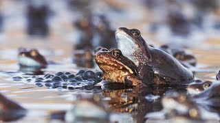 Common frogs mating [upl. by Nnylirej]