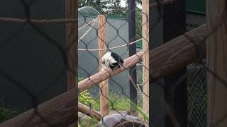 Colobus Monkey at the Baton Rouge Zoo [upl. by Nimzzaj]