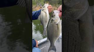 White Bass Bite is on FIRE at Lake Nacimiento whitebass whitebassfishing fishing lakenacimiento [upl. by Olifoet]