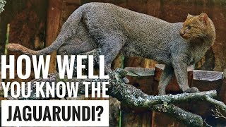 Jaguarundi  Description Characteristics and Facts [upl. by Chauncey407]