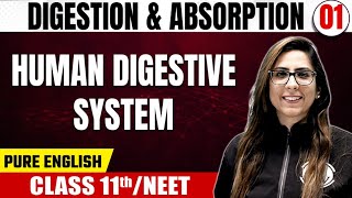 DIGESTION amp ABSORPTION 01  Human Digestive System  Zoology  Pure English  Class 11thNEET [upl. by Nilyahs]