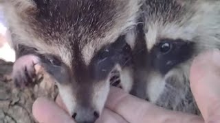 Baby Raccoons 🦝 Always Play In This Tree [upl. by Anolla]