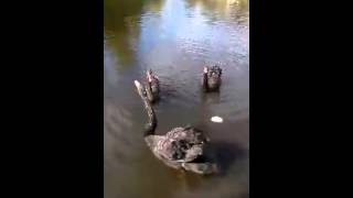 Our Black Swans Saying Hello [upl. by Rahab]