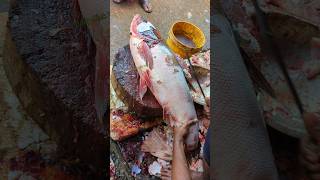 Excellent Cutting Skills  Big Silver Carp Fish Cutting By Expert Fish Cutter😱😱 shorts [upl. by Einohpets715]