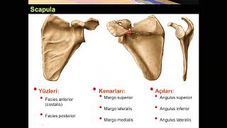 Clavicula ve Scapula Yüksel AYDAR [upl. by Eyllek28]