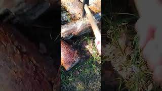 WOOD FORAGING MISSION woodworking wood foraging fun hilarious woodchopping axe howto funny [upl. by Bremser620]