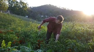 Milkwood Permaculture [upl. by Liahcim234]